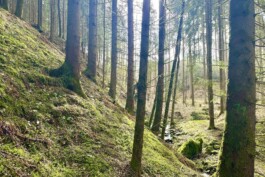  Film Location in Österreich von Maria Wittmann